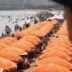 Illustration for article titled What Kind of Beach Uses 7,937 Umbrellas to Block Out the Sun? A Freaking Weird One.